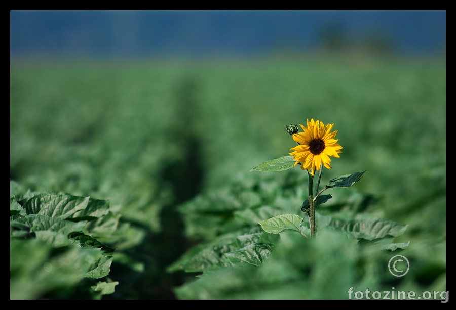 Sunce zelenih nebesa