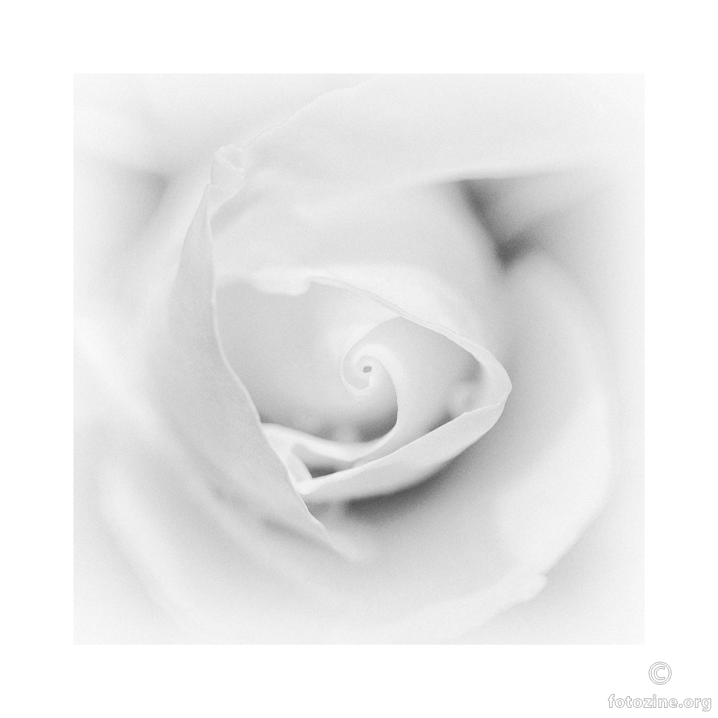 Bijela ruža