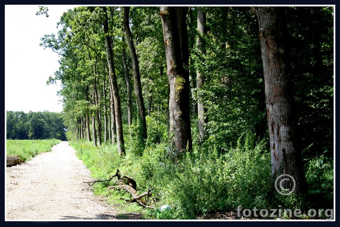 Šuma i cesta
