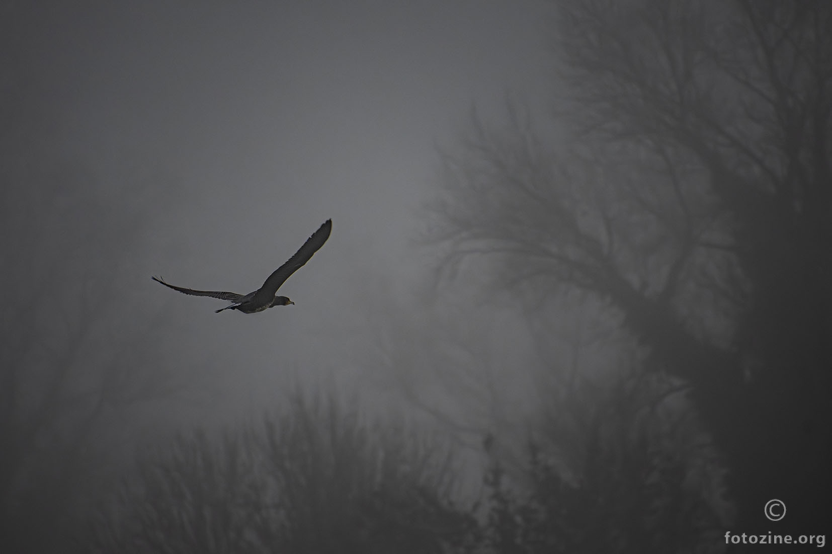 Vranac u magli... Savica