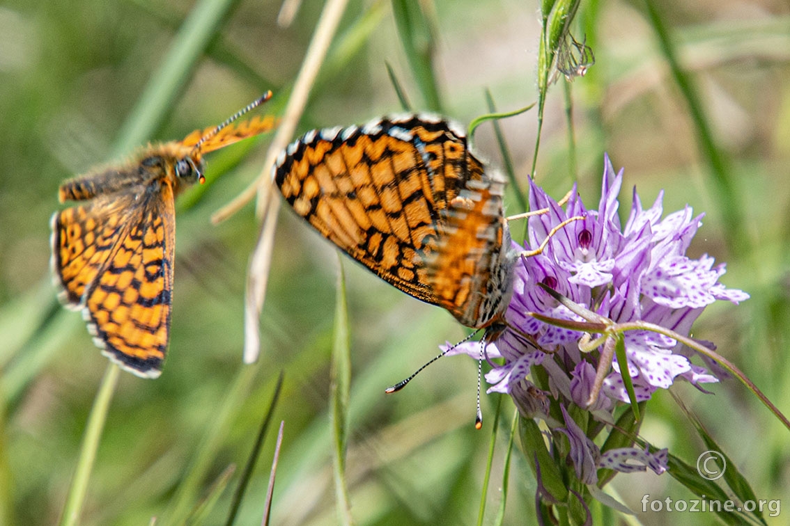Zečinina riđa (Melitaea phoebe)
