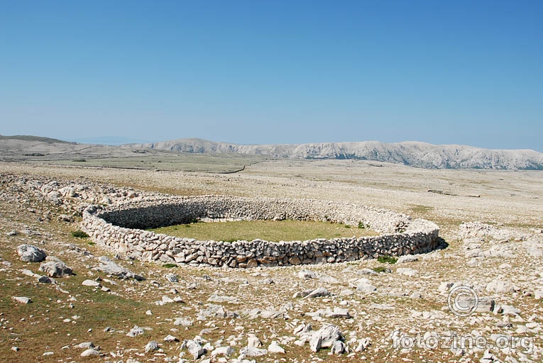 kružnica