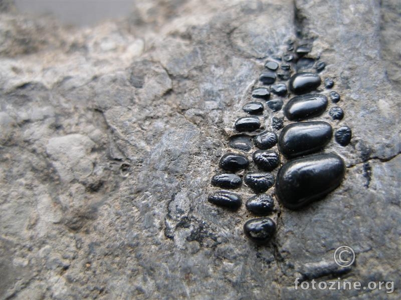 fosil u kamenu