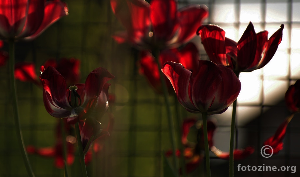 ..zarobljeni tulipani..
