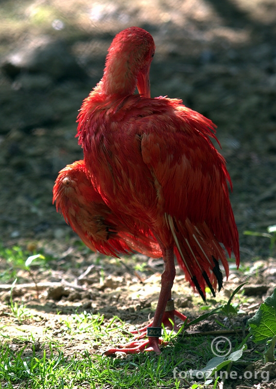jadan ibis