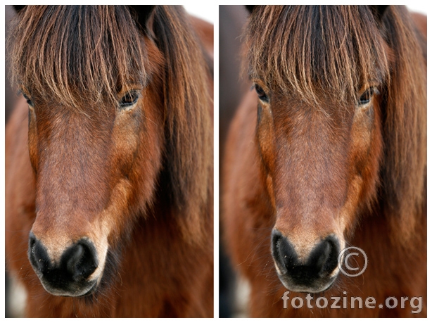 Islandski pony