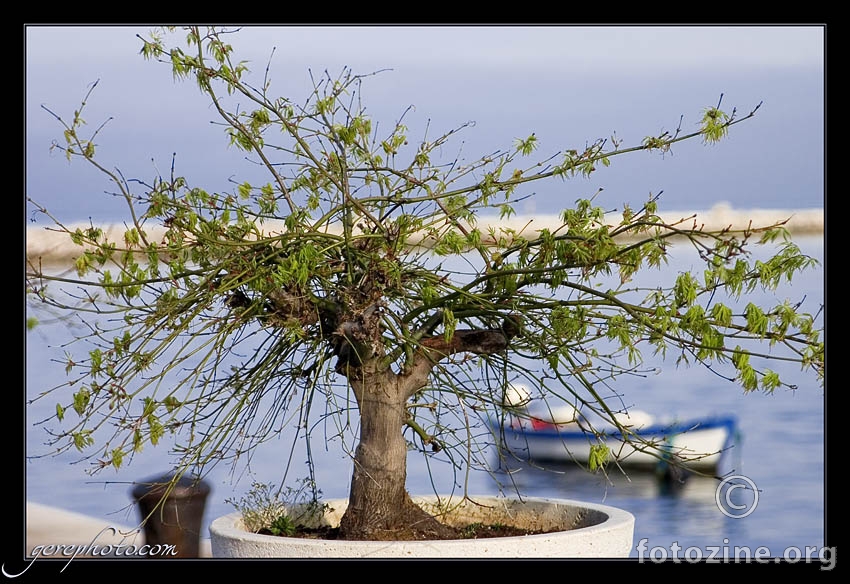 primorski bonsai