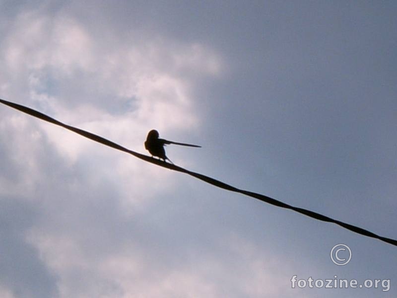 lastavica na žici