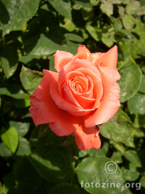 ruža breskva