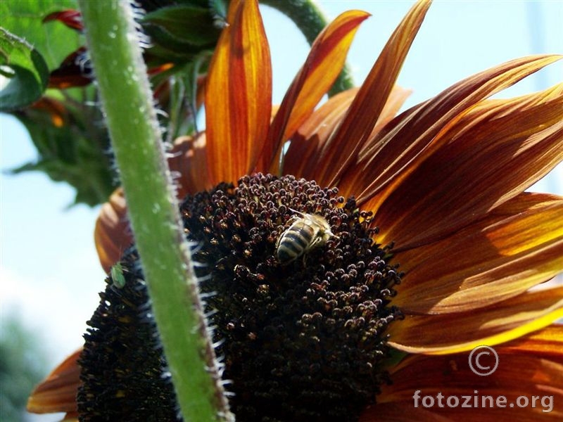 Pčela na suncokretu