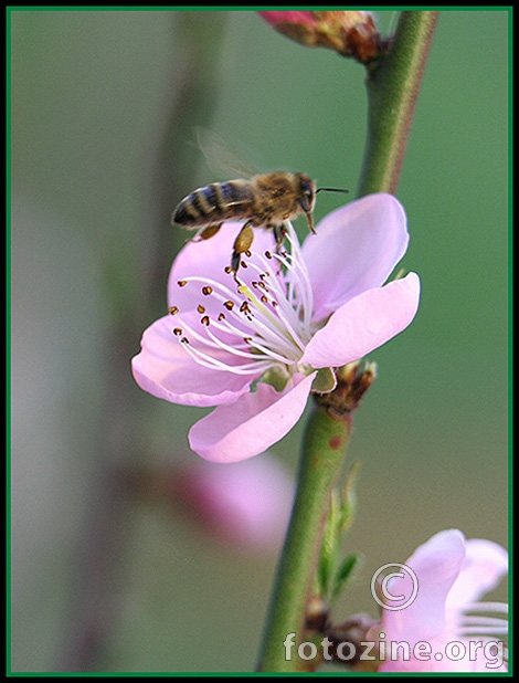 Pčela i cvijet