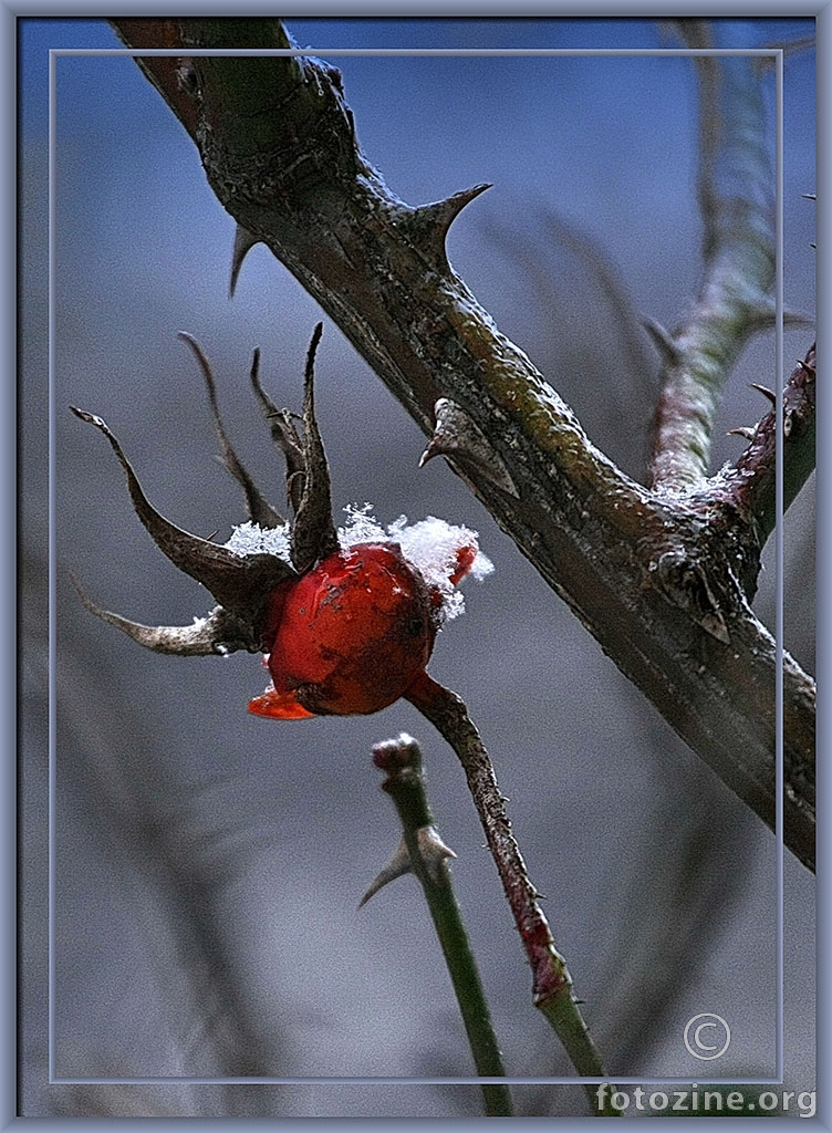 ruža na snijegu