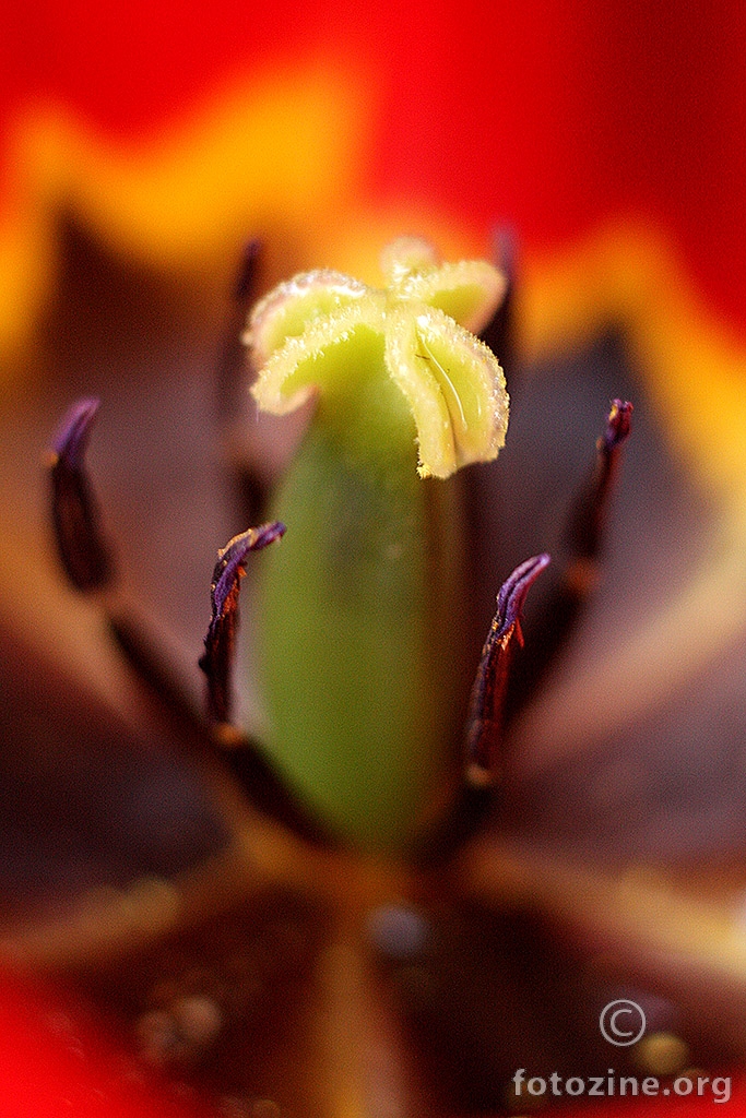 Tulipan macro