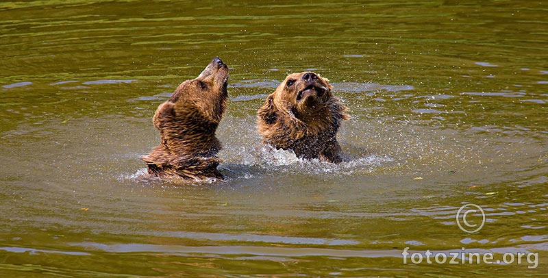 Medvjedi na kupanju