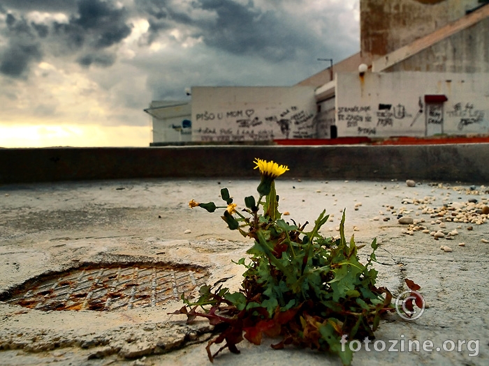 Cvijet u betonu (Duilovo)