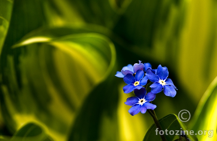 Cvjetak plavi i žutozelena pozadina.