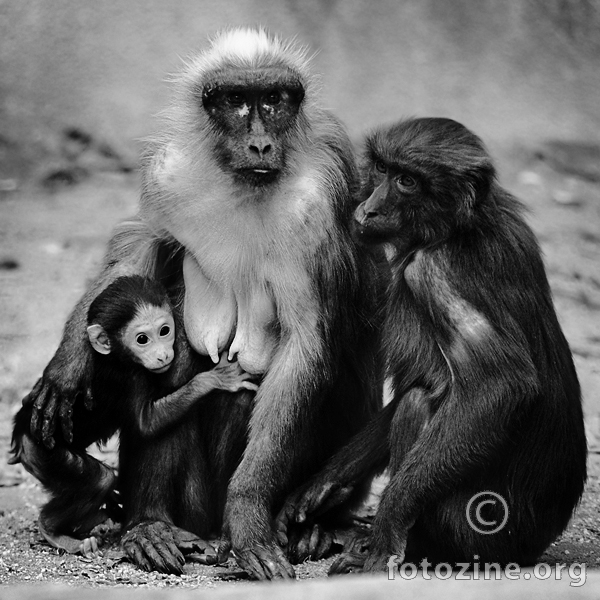 Obitelj majmuna 