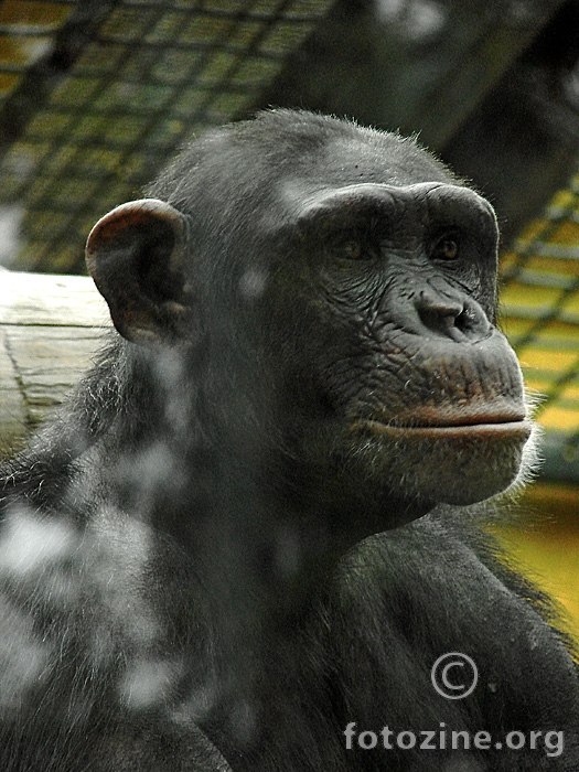 Portret jednog čimpanze
