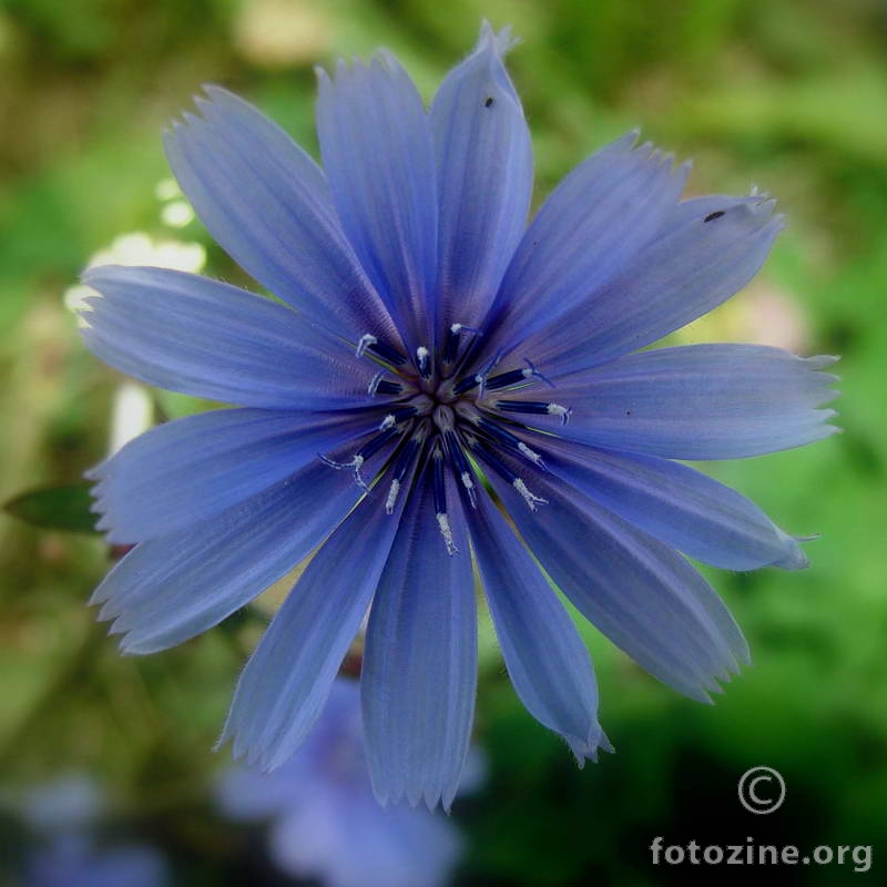 Cvijetak plavi