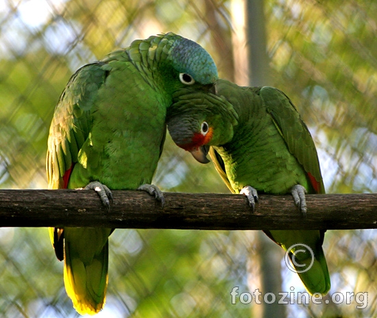 Zaljubljeni papagaji