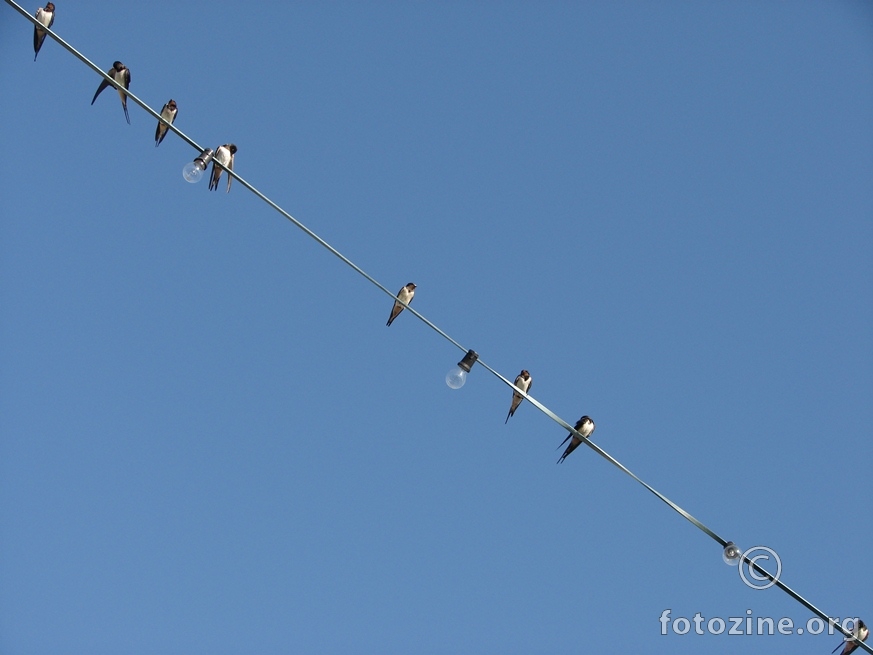 Birds-on-a-wire