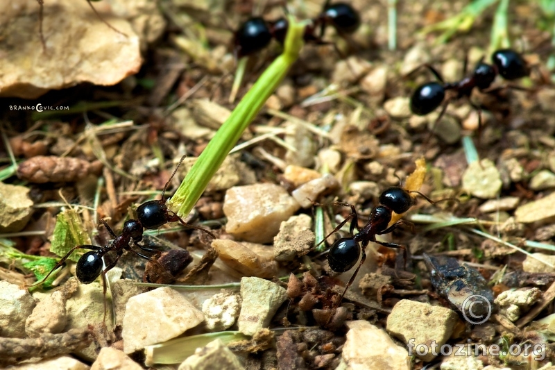 atomski mravi