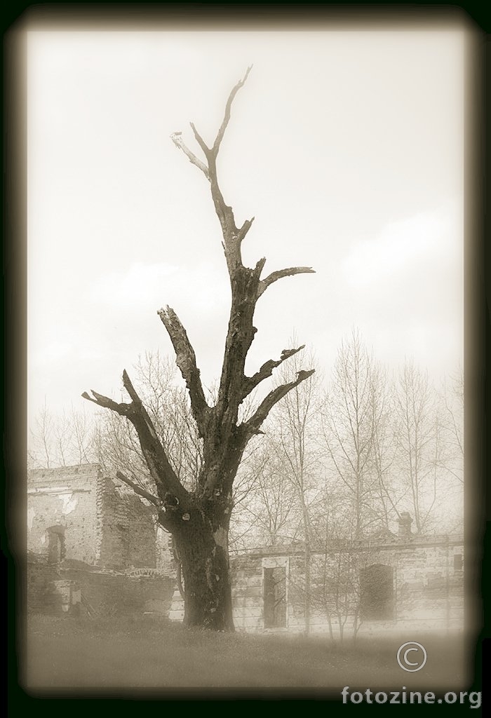 I od stabla ništa nije ostalo..