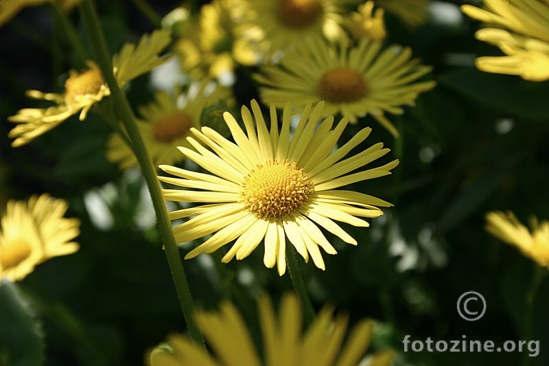 žuti cvjetić