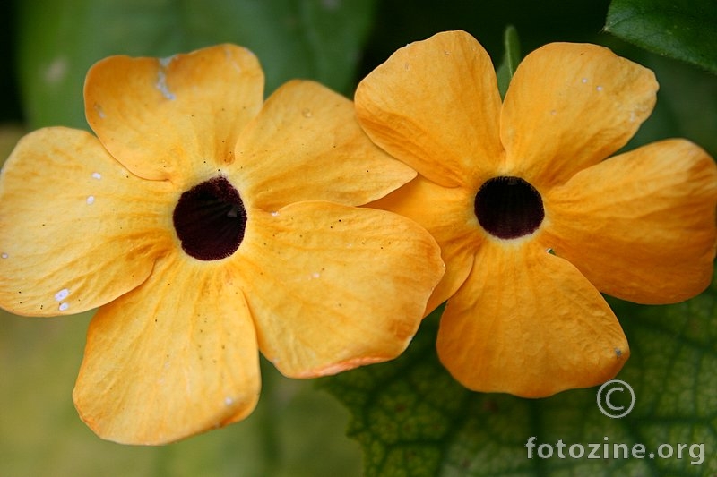 žuti cvjetovi