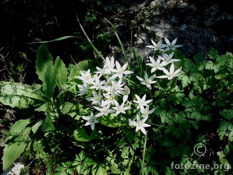 Cvijetici bijeli