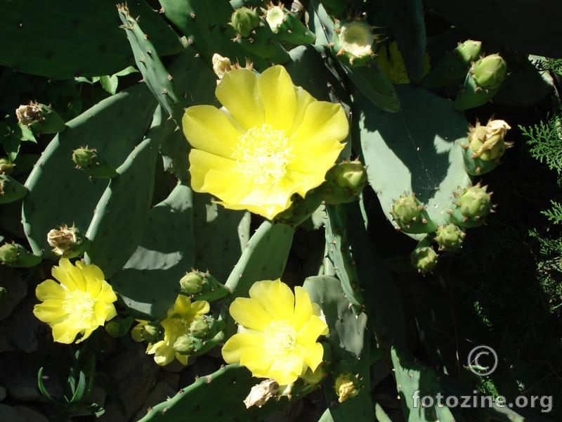 Kaktus u cvatu