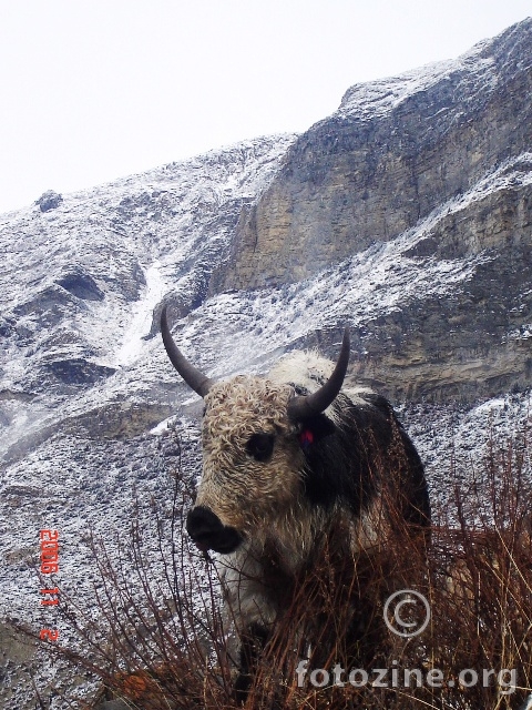 yak yak yak nepal