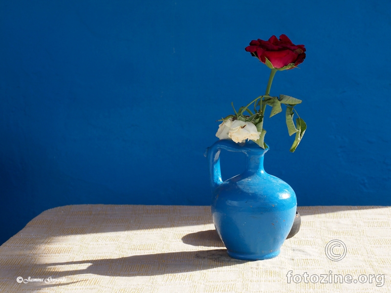 Ruže u plavom