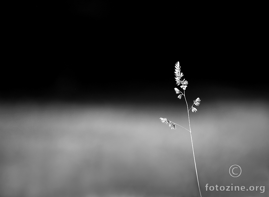 Crno bijelo ljeto