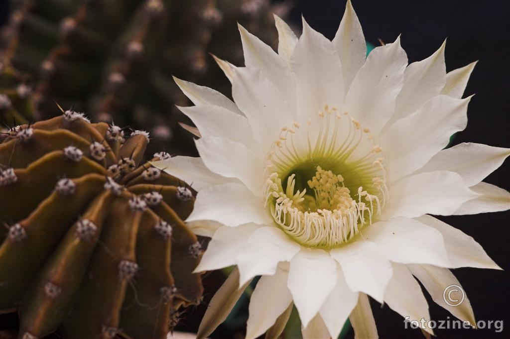 Fleur de Cactus     1904
