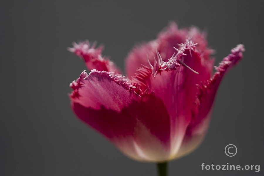 Čupavi tulipan