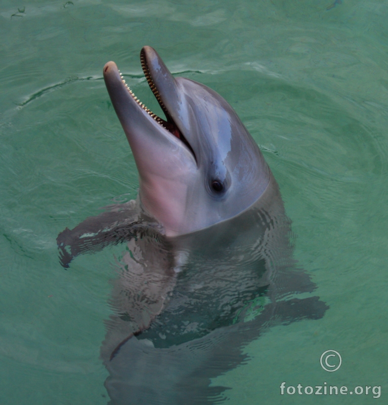Flipper the Dolphin