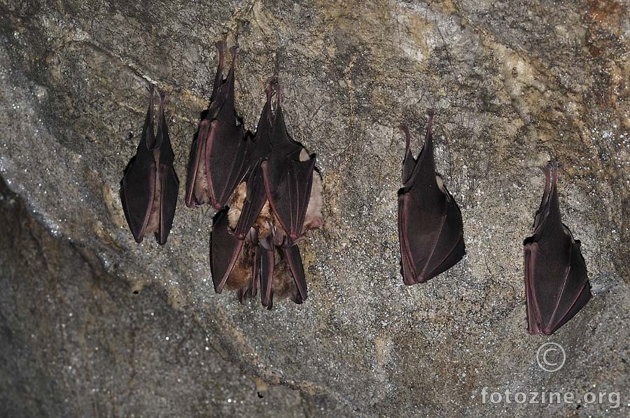 Južni potkovnjaci (Rhinolophus euryale)
