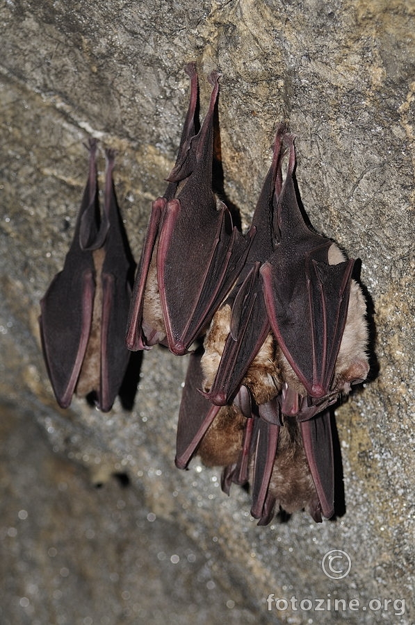 Južni potkovnjaci (Rhinolophus euryale)