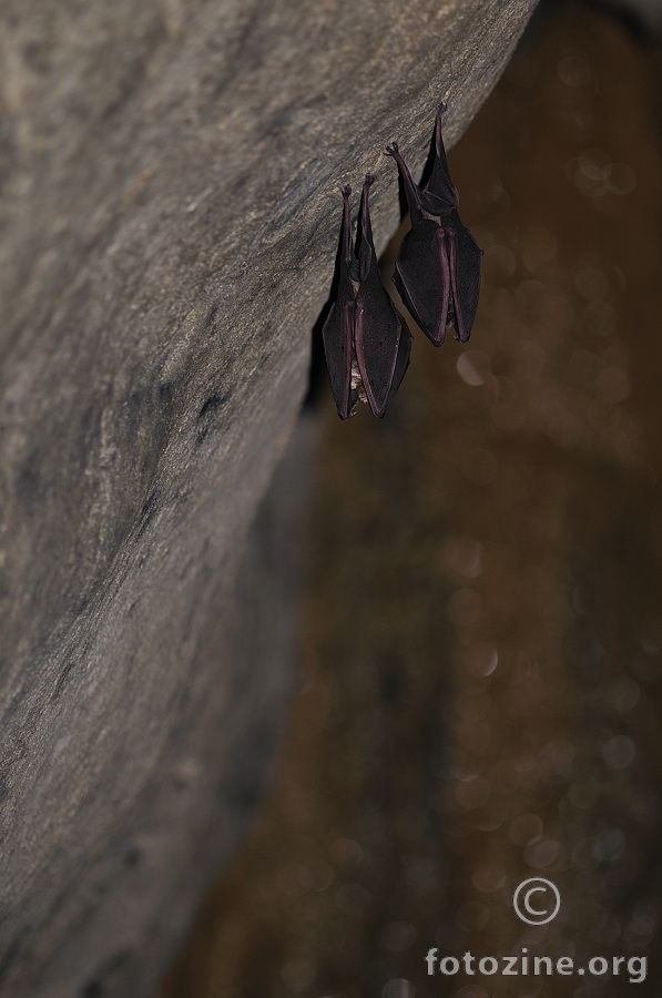 Južni potkovnjaci (Rhinolophus euryale)