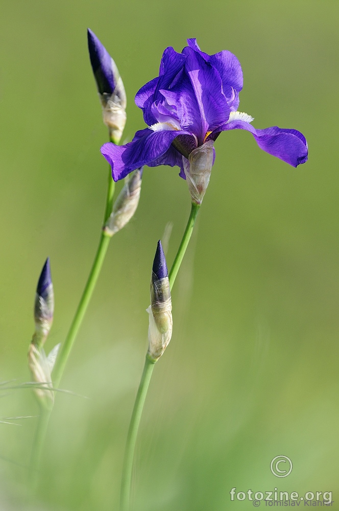 Ilirska perunika (Iris illyrica)
