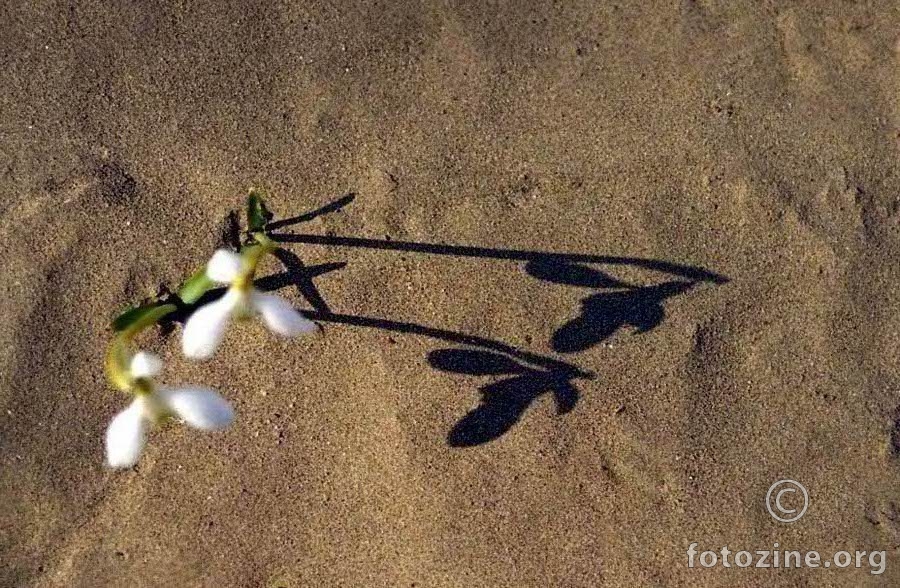 Visibaba (Galanthus nivalis)