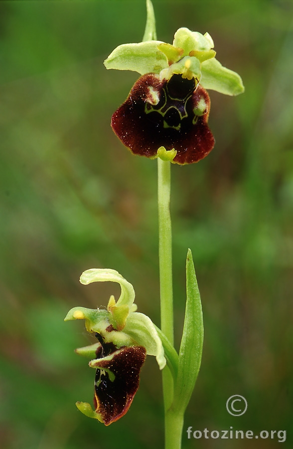 Ophrys holoserica (??)