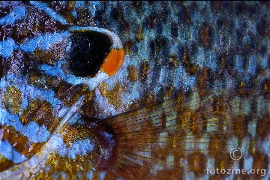 Sunčanica (Lepomis gibbosus)