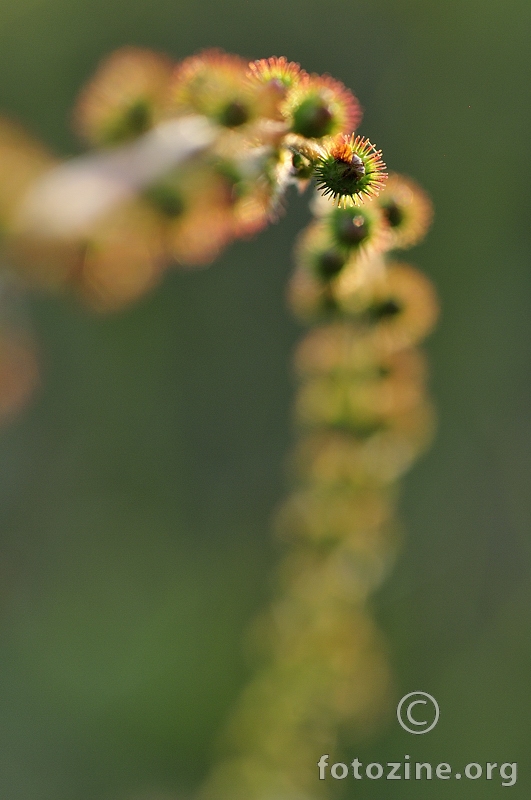 Turica (Agrimonia eupatoria)
