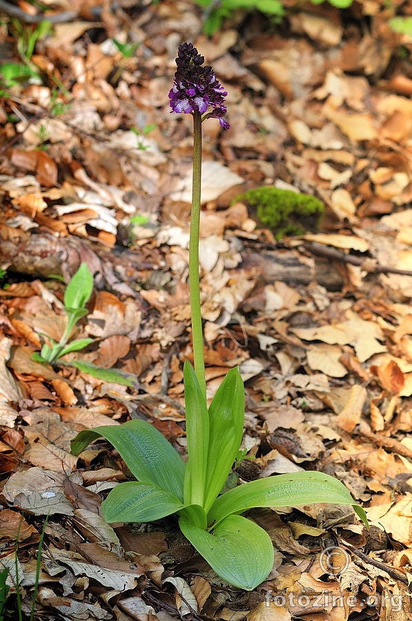 Grimizni kaćun (Orchis purpurea)