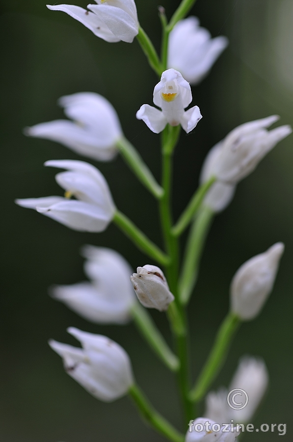 Dugolisna naglavica (Cephalanthera longifolia)