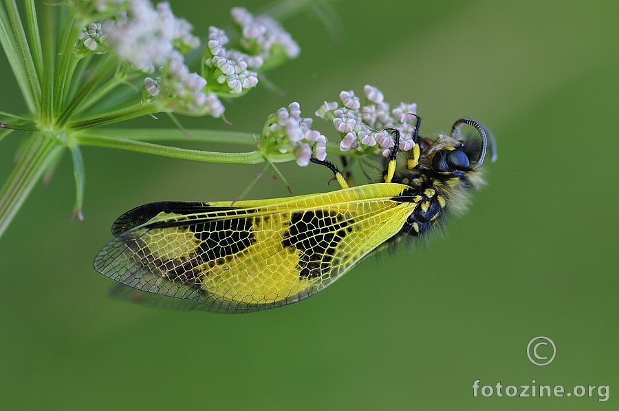 Leptirak (Libelloides macaronius)