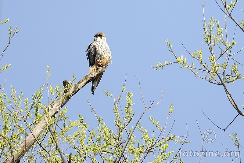 Sokol lastavičar (Falco subbuteo)