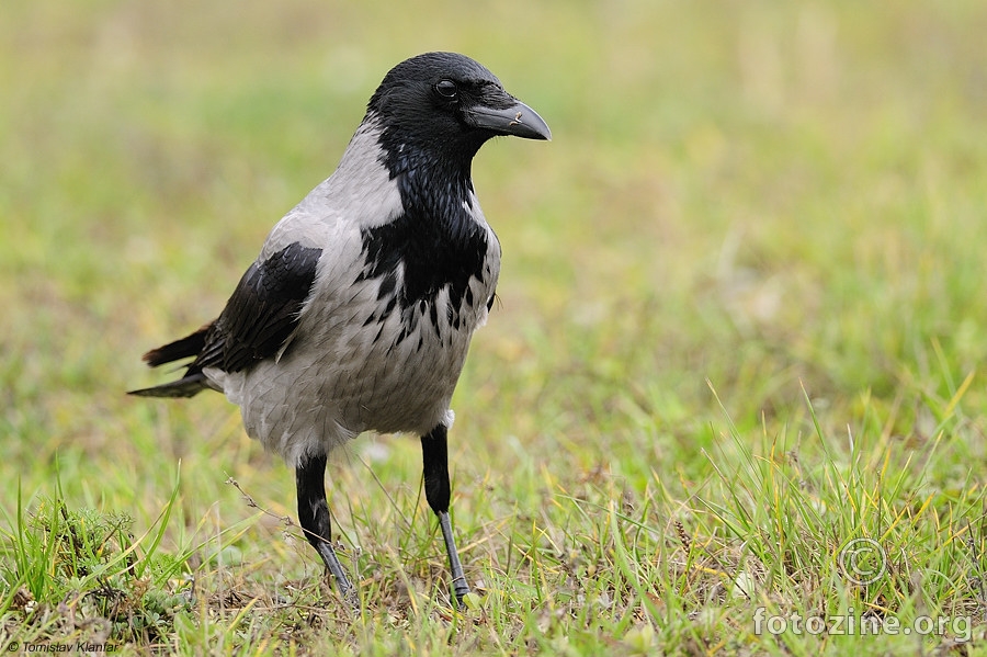 Siva vrana (Corvus corone cornix)